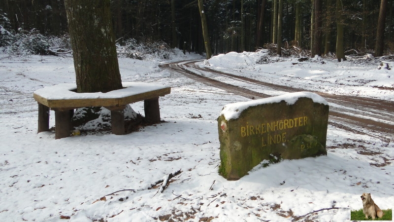 Ritterstein Nr. 199-4 Birkenhördter Linde.JPG - Ritterstein Nr.199 Birkenhördter Linde